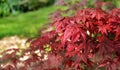 red leaf of a japanese maple tree in a garden Royalty Free Stock Photo