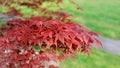 cluseup on red leaf of a japanese maple tree Royalty Free Stock Photo