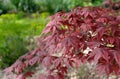 cluseup on red leaf of a japanese maple tree Royalty Free Stock Photo