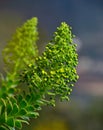 Cluster of aeonium starting to bloom, Canary islands Royalty Free Stock Photo