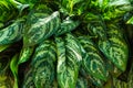 A cluster of aglaonema leaves on a plant