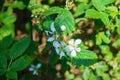 Cluster of Allegheny Blackberry Flowers, Rubus allegheniensis Royalty Free Stock Photo