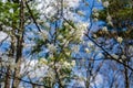 A Cluster of Allegheny Serviceberry Flowers