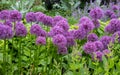 Allium giganteum flowers, also called giant onion Allium. They bloom in the early summer and make an architectural statement. Royalty Free Stock Photo