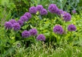 Allium giganteum flowers, also called giant onion Allium. They bloom in the early summer and make an architectural statement. Royalty Free Stock Photo