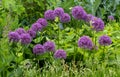 Allium giganteum flowers, also called giant onion Allium. They bloom in the early summer and make an architectural statement. Royalty Free Stock Photo