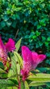 A cluster of amaranthus plant with blurred background Royalty Free Stock Photo