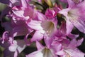 A cluster of Amaryllis belladonna flowers in a rock garden