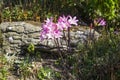 A cluster of Amaryllis belladonna flowers in a rock garden