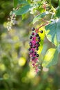 American Pokeweed Phytolacca americana Royalty Free Stock Photo