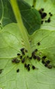 cluster of Aphids on Nasturtium leave Royalty Free Stock Photo