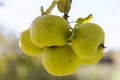 Cluster of Apples in Tree Royalty Free Stock Photo