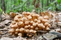 Cluster of Armillaria tabescens or Ringless Honey Fungus