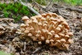 Cluster of Armillaria tabescens or Ringless Honey mushrooms