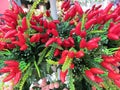 A cluster of artificial fake small red chilli plants on display
