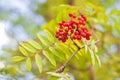 A cluster of ashberry Royalty Free Stock Photo