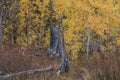 Cluster of Aspen trees in the Fall in the Woods Lake area