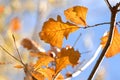 Cluster of Autumn Leaves on Tree branch Royalty Free Stock Photo