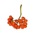 Cluster of autumn rowanberries isolated on white background Royalty Free Stock Photo