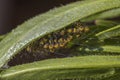 Cluster of baby garden spiders under a green leaf.