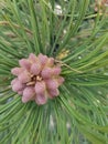 A cluster of baby pine cones surrounded by green pine needles.