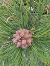 A cluster of baby pine cones surrounded by green pine needles.