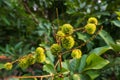 A cluster of baby rambutan fruits growing in the summer morning Royalty Free Stock Photo