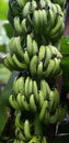 A cluster of banana is wetted by rain water.