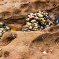 Claw like shells attached to rock formation during low tide at the tide pool Royalty Free Stock Photo