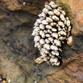 Cluster of barnacles and muscles attached to a rock during low tide at Laguna Beach, California tide pool. Royalty Free Stock Photo