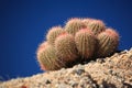 A cluster of barrel cacti, growing in the Sonoran desert.