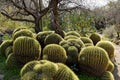 A cluster of Barrel Cactus .