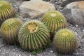 Cluster of Barrel Cactus Growing in Southern California