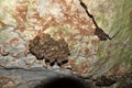 Cluster of bats hanging from the ceiling of a cave