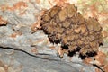 Cluster of bats hanging from the ceiling of a cave Royalty Free Stock Photo