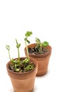 Cluster Of Bean Sprouts Crowded in Pots Vertical on White Royalty Free Stock Photo