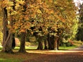 Cluster of beautiful autumn colored maple trees in a lovely park with pavements.