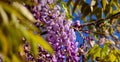 Cluster of Flowers, Wisteria Royalty Free Stock Photo