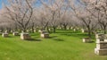 A cluster of beehives in a blooming village orchard