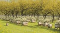 A cluster of beehives in a blooming village orchard.