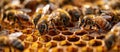 Cluster of Bees in a Beehive Royalty Free Stock Photo