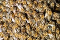 Cluster of bees close up Royalty Free Stock Photo