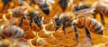 Bees gathering in a beehive Royalty Free Stock Photo