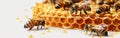 A cluster of bees inside a honeycomb within a beehive Royalty Free Stock Photo