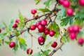 Cluster of berries of whitethorn hawthorn genus Crataegus