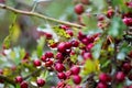 Cluster of berries of whitethorn hawthorn genus Crataegus