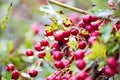 Cluster of berries of whitethorn hawthorn genus Crataegus