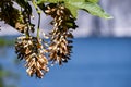 A cluster of the Big Leaf Maple Acer macrophyllum winged seeds Samaras that detach in pairs and are blown by the wind like