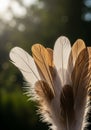 A cluster of bird feathers is arranged with a mix of white and brown hues, highlighted b Royalty Free Stock Photo