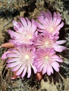 Cluster of Bitterroot Flowers - Lewisia rediviva Royalty Free Stock Photo